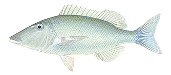 Longnose Emperor (Lethrinus olivaceus).