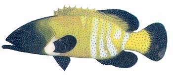 Peacock Rockcod (Cephalopholis argus).