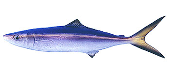 Rainbow Runner (Elagatis bipinnulata).