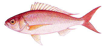 Rosy Snapper (Pristipomoides filamentosus).