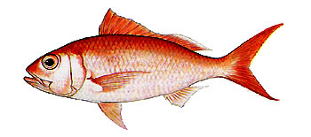 Ruby Snapper (Etelis carbunculus).