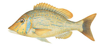 Spangled Emperor (Lethrinus nebulosus).