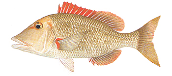 Sweetlip Emperor (Lethrinus miniatus).