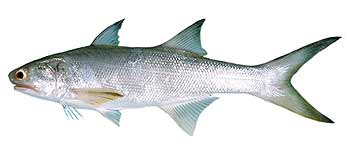 Threadfin Salmon - Saltwater Fish Species - Fishing Khao Lak