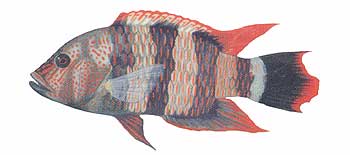 Tripletail Wrasse (Cheilinus trilobatus).