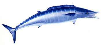 Wahoo (Acanthocybium solandri).