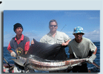 Segelfisch - Sportfischen auf Phuket.