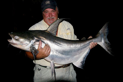 Giant Catfish from Bungsam Lan.