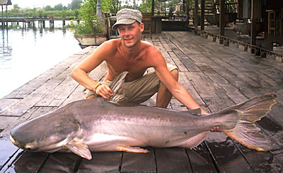 Giant Mekong Catfish.