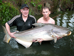 Giant Mekong Catfish