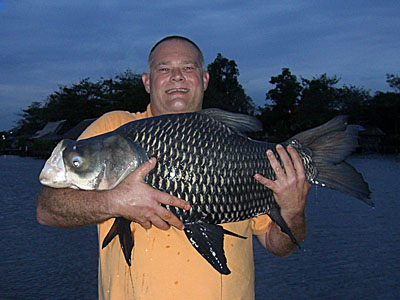 Giant Siamese Carp