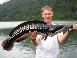 Giant Snakehead