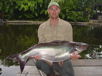 Striped Catfish from Par Lai Lake in Phuket.