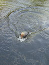 Red Bellied Pacu on fly in Phuket.