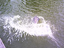 Giant Siamese Carp In Bangkok.