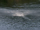 Snakehead strike jungle fishing.