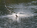 Snakehead strike jungle fishing.