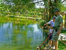 Redtail Catfish at Sawai Lake Phuket.