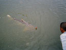 Mekong Catfish ready for the net.