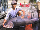 Fighting a 50 kilo+ Giant Siamese Carp in Bangkok.