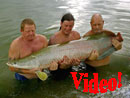 Arapaima at Krabi.