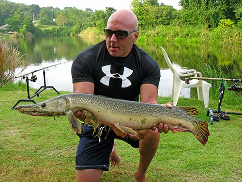 Alligator Gar on livebait.