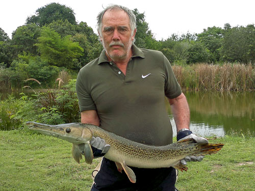 Alligator Gar from Greenfield Valley.