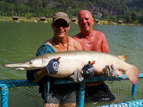 Alligator Gar Phuket.