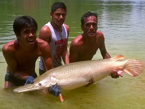 Alligator Gar Phangnga.