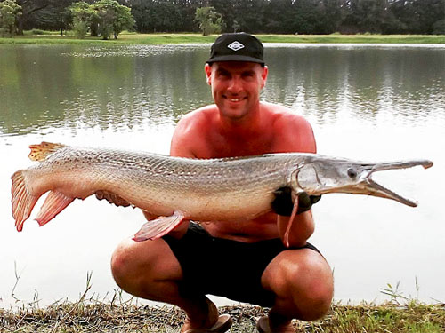 Alligator Gar on livebait at IT Lake Monsters