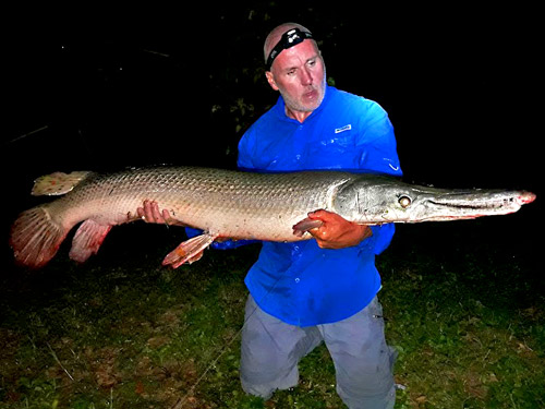 Alligator Gar on livebait at IT Lake Monsters