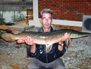 Alligator Gar.