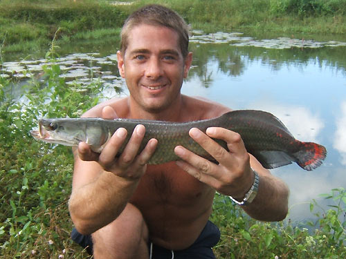Baby Arapaima.