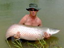 Arapaima at Sawai Lake.