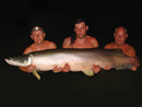 Arapaima from Krabi.