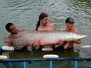 Arapaima from Krabi.