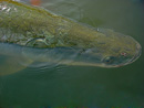 Arapaima from Krabi.