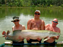 Arapaima from Krabi.