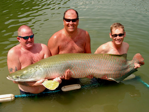 Arapaima from Krabi!