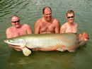 Arapaima from Krabi.