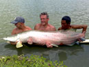 Arapaima from Krabi.