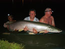 Arapaima from Krabi.