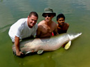 Arapaima from Sawai Lake Phuket.