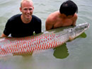 Arapaima from Sawai Lake Phuket.