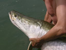 Arapaima from Sawai Lake Phuket.