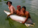 Arapaima from Sawai Lake Phuket.