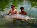 Arapaima from Sawai Lake Phuket.