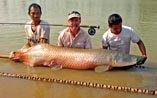 Arapaima on fly from Bangkok Predator Fishing.