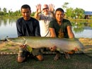 Arapaima from Krabi.