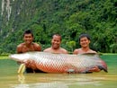 Arapaima from Exotic Fishing Thailand.